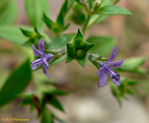 {Trichostema brachiatum}